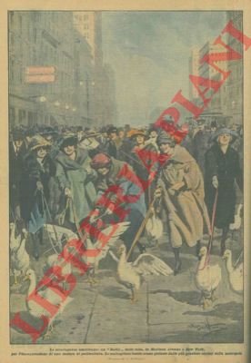 Una stravagante corsa di oche in Madison Avenue a New …