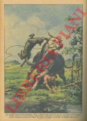 Visto il padrone alle prese con un toro, un grosso …