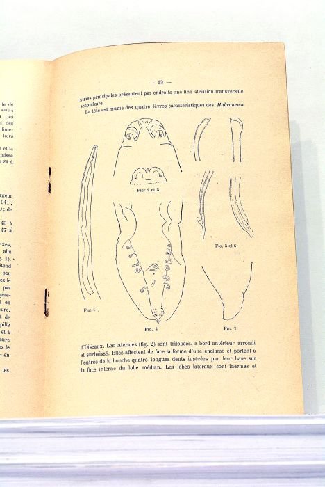 1). Sur l'Identité des Genres "Hadjelia" Seurat et "Gilsonia" Gedoelst …