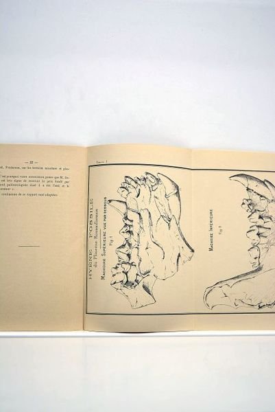 Note sur de nouvelles découvertes de fossiles dans les environs …