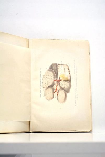 Fragments d'études pathologiques et cliniques.