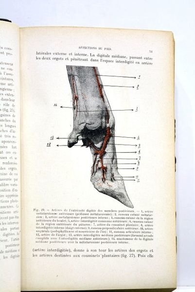 Traité des maladies du gros bétail. Quatrième édition. Avec 365 …