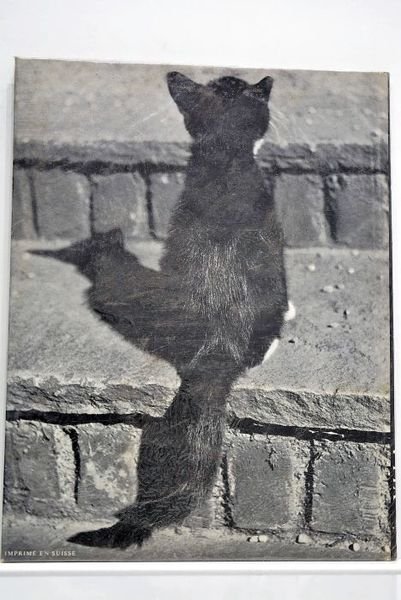 85 chats. Préface de Dominique Aury.