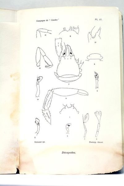 Annales de l'Université de Lyon. Résultats scientifiques de la campagne …