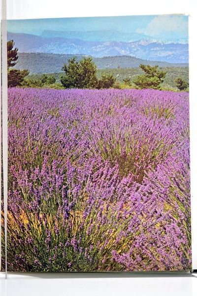 Soleils en Provence.