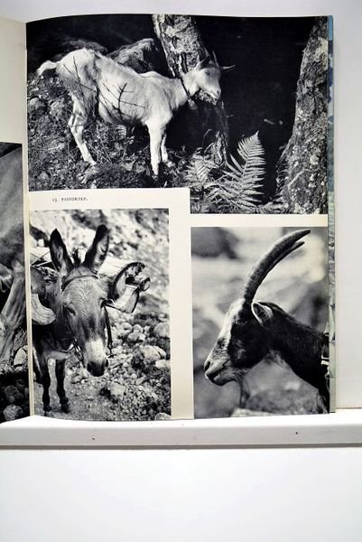 Sur les traces de premier de cordée. Ouvrage orné de …