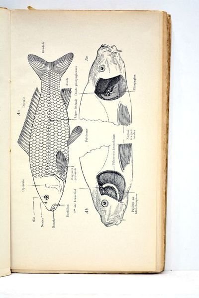 Les poissons des eaux douces de la France. Manuel descriptif …