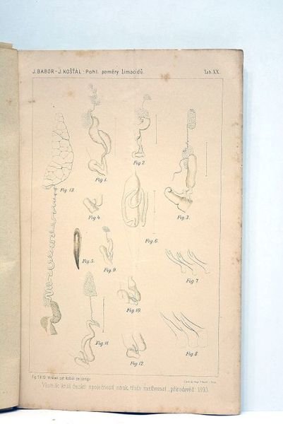 Li príspevky ku poznáni pomeru pohlavních u nekterých Limacidu.