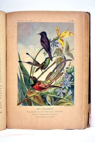 Histoire naturelle populaire. L'homme et les animaux. Ouvrage illustré de …