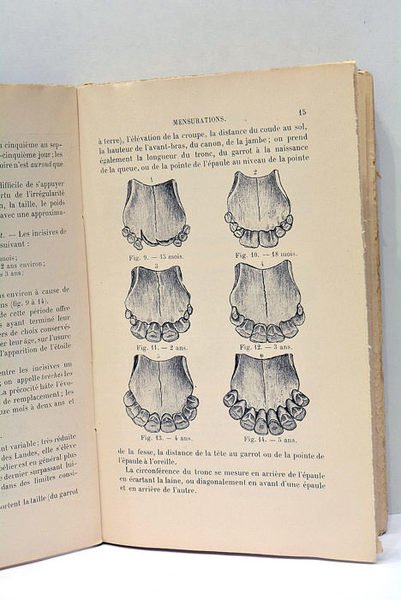 Zootechnie. Moutons, chèvres, porcs France -étranger.