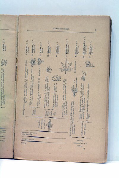 Nouvelle flore pour la détermination facile des plantes sans mots …