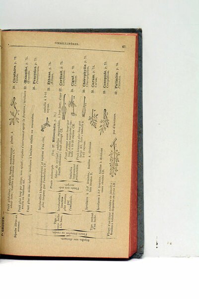 Nouvelle Flore. Pour la détermination facile des plantes. Sans mots …