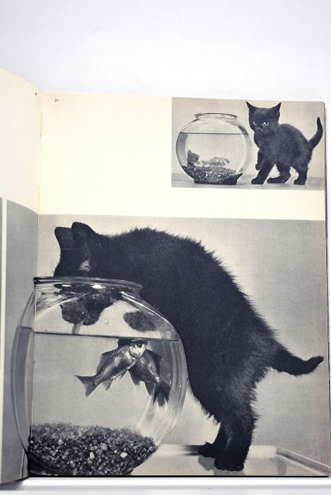 85 chats. Préface de Dominique Aury.