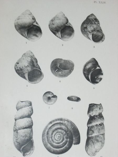 Etudes sur les mollusques recueillis par M. Henri Gadeau de …