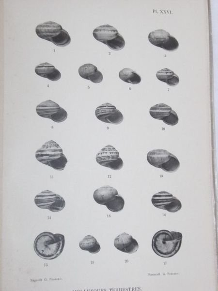 Etudes sur les mollusques recueillis par M. Henri Gadeau de …
