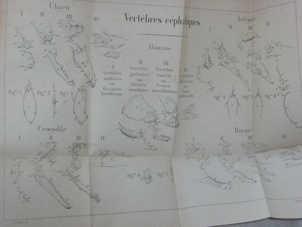 Détermination Méthodique et Positive des Vertèbres Céphaliques, ou Nouvelles Etudes …