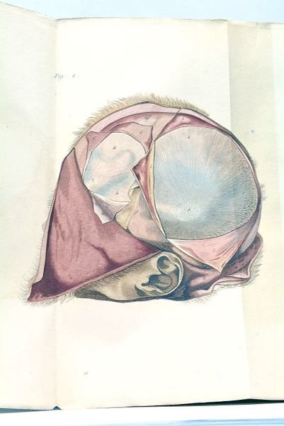 Clinique des Maladies des Enfants Nouveau-Nés.