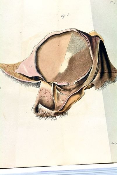 Clinique des Maladies des Enfants Nouveau-Nés.