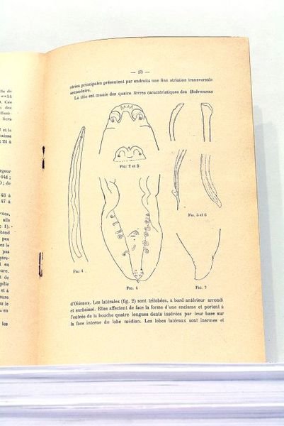 1). Sur l'Identité des Genres "Hadjelia" Seurat et "Gilsonia" Gedoelst …