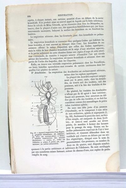 Extrait du Dictionnaire Encyclopédique des Sciences Médicales.