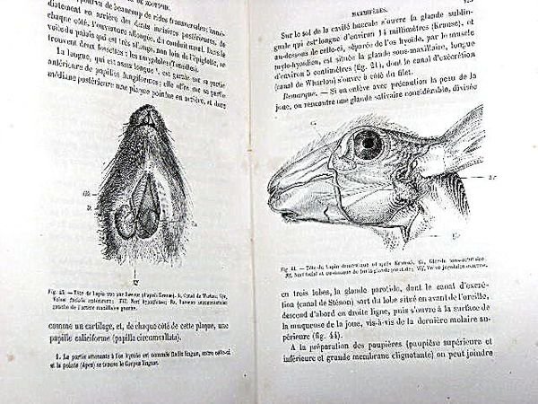 Manuel de Zootomie. Guide Pratique pour la Dissection des Animaux …