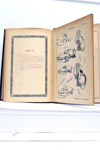 Zoología. Obra Illustrada con unas 1200 figuras trazadas por el …