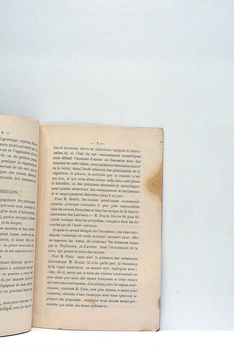 Destruction successive du Phylloxera.