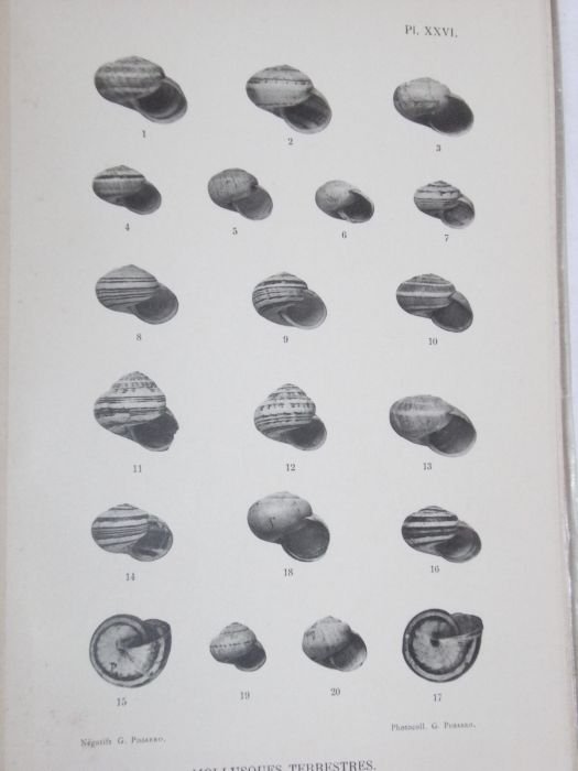 Etudes sur les mollusques recueillis par M. Henri Gadeau de …