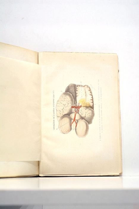 Fragments d'études pathologiques et cliniques.