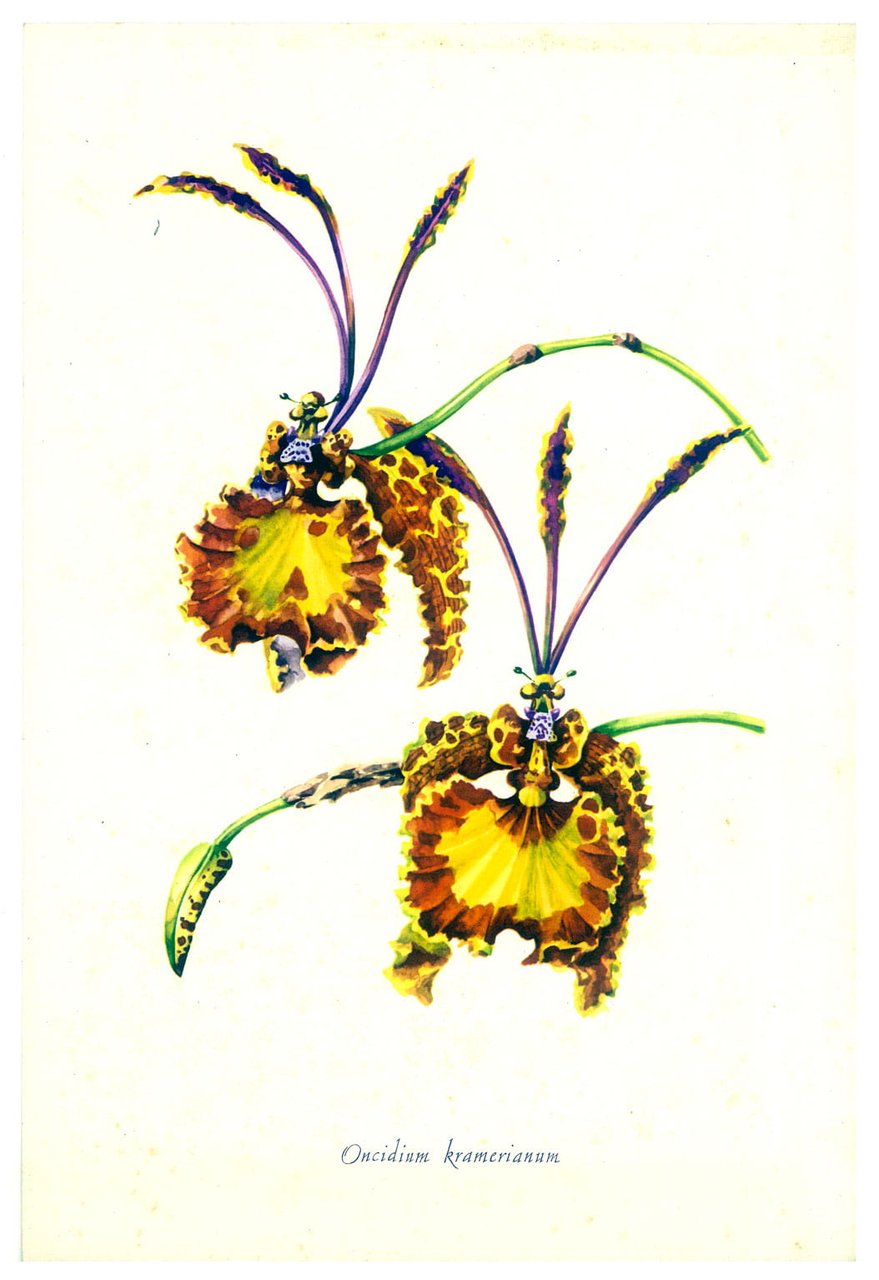Gravure d'Orchidée, Oncidium Kramerianum. Deux détails de fleur.