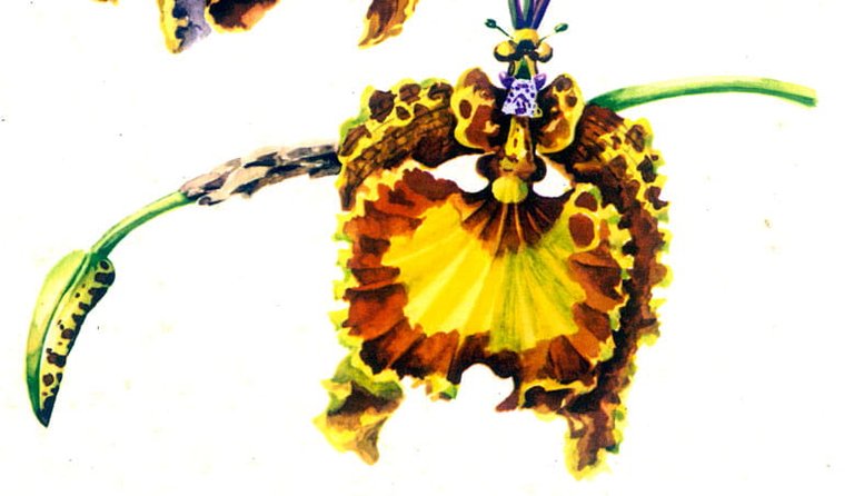 Gravure d'Orchidée, Oncidium Kramerianum. Deux détails de fleur.