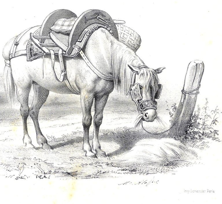 Gravure de cheval du peintre, lithographe et photographe français Marie …