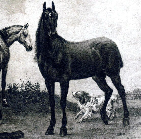 Gravure Les Chevaux du Stadthouder du peintre animalier néerlandais Paulus …