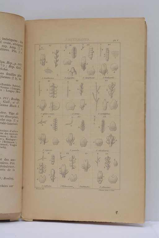 Hepaticologia Gallica. Flore analytique et descriptive des hépatiques de France …