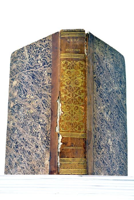 Introduction à l'Etude de l'Anatomie, ou l'Homme considéré en grand …