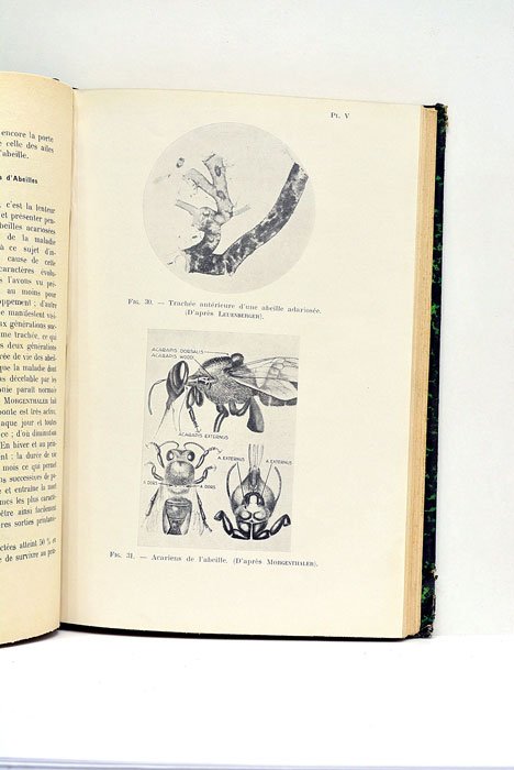 L'abelle. Anatomie, maladies, ennemis.