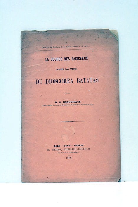 La course des faisceaux dans la tige du discorea batatas.