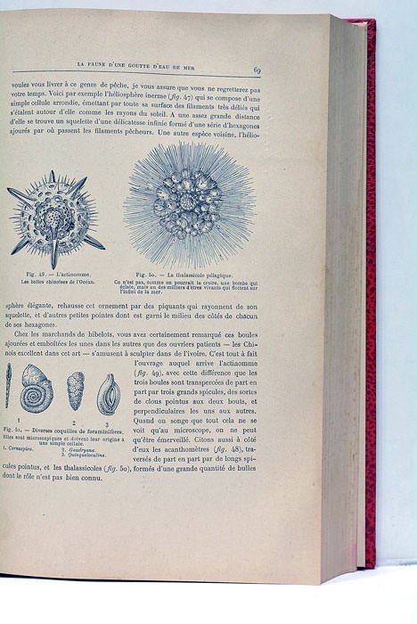 Les Animaux Excentriques. Deuxième édition.