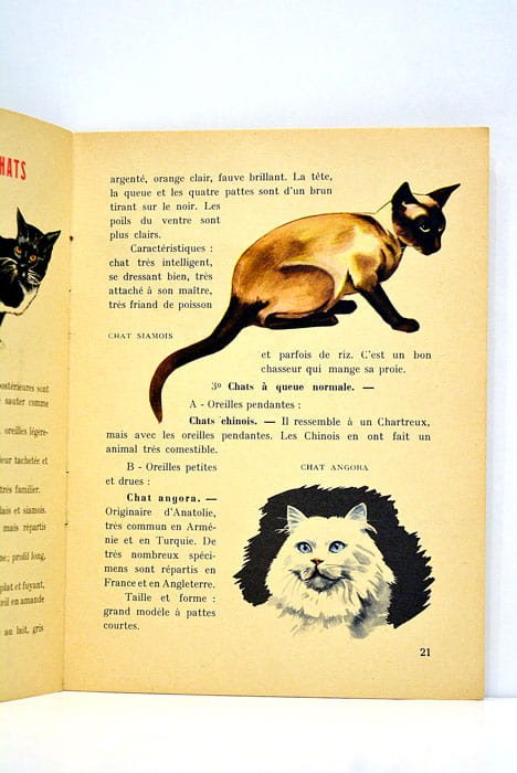 LES CHATS élevage et soins.