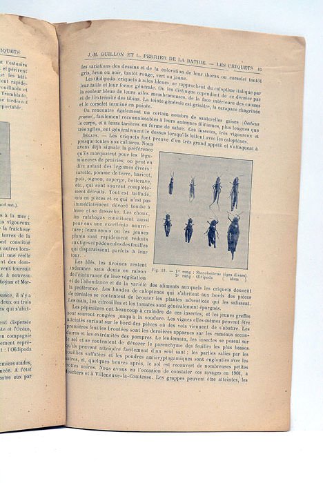 Les criquets dans les charentes. (1901-1902). Extrait de la Revue …