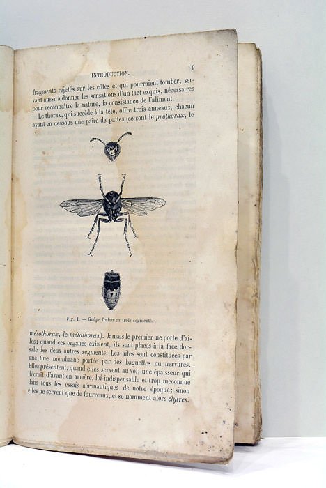 Les Métamorphoses des Insectes. Ouvrage couronné par l'Académie Française. Sixième …