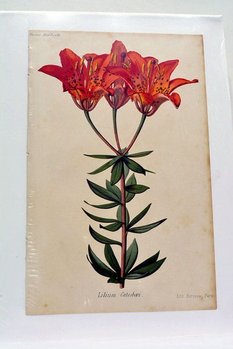 Lilium Catesbaei. Lithographie de Barousse Jean, François dit Paul provenant …