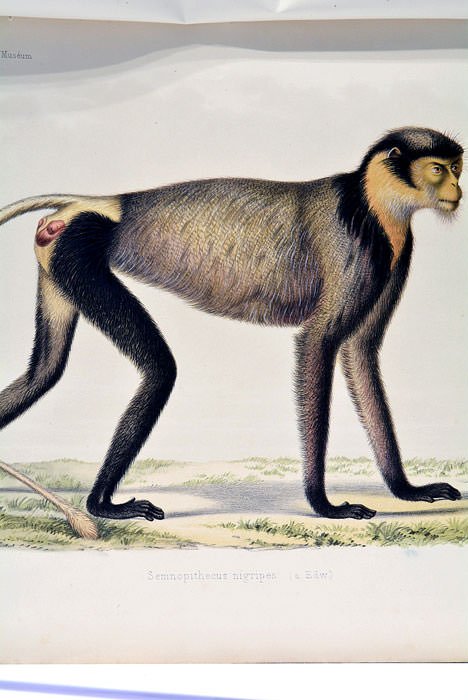Note sur une nouvelle espèce de semnopitheque provenant de la …