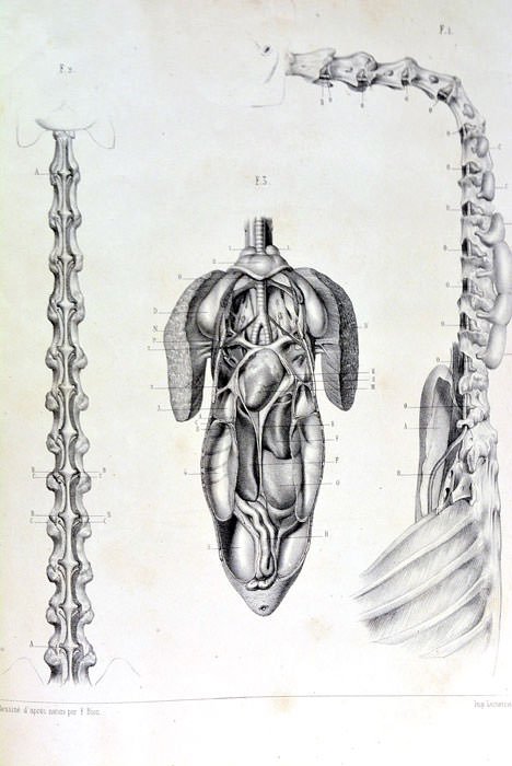 Recherches sur l’Appareil Respiratoire des Oiseaux. Avec un Atlas composé …