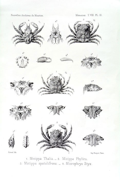 Recherches sur la faune carcinologique de la Nouvelle-Calédonie.