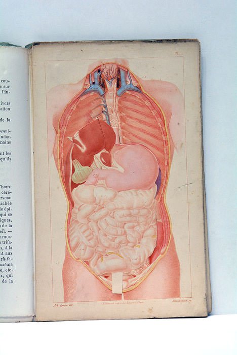 Structure et Physiologie de l'Homme démontrées à l'aide de figures …