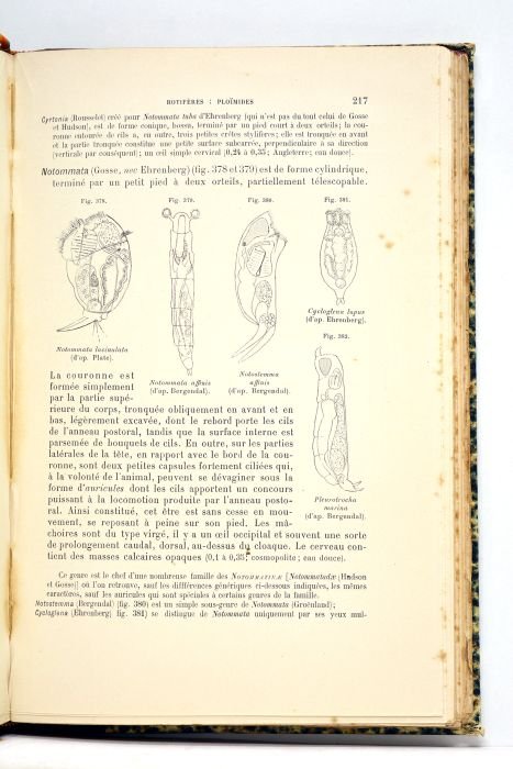 Traité de zoologie concrète. Tome V: Les vermidiens. Avec 46 …