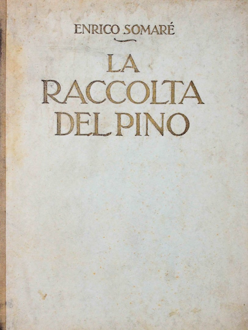 LA RACCOLTA DEL PINO