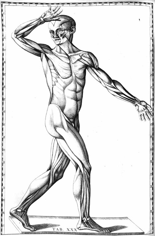 TABULAE ANATOMICAE. - Quas è tenebris tandem vindicatas et Clementis …