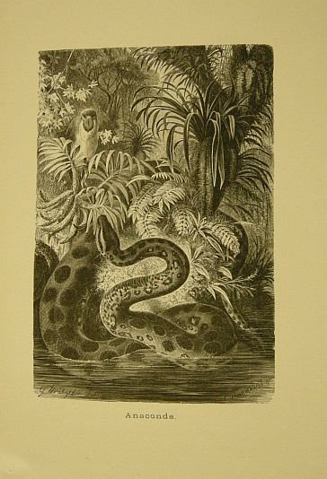 Anaconda. Tratto da "La vita degli animali" di A.E. Brehm. …